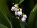 Convallaria majalis IMG_2378 Konwalia majowa